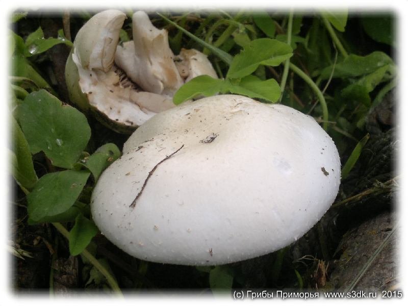 Июньские грибы Приморья. 