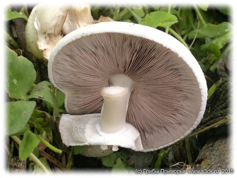 Июньские грибы Приморья. Шампиньон плоско-шляпковый.