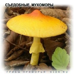 Съедобные Мухоморы. Разновидности мухоморов Приморского края пригодные для употребления в пищу.
