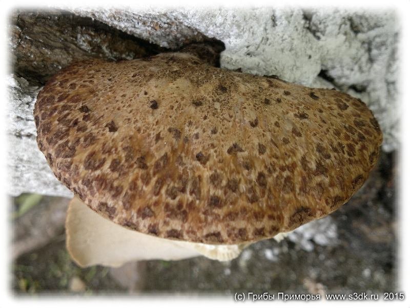 Июльские грибы Приморья. Древесный гриб чешуйчатый пестрец.