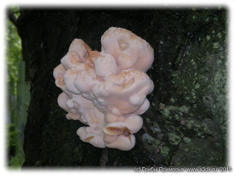 Июльские грибы Приморья. 