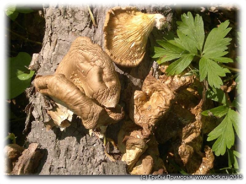 Майские грибы в Приморье.