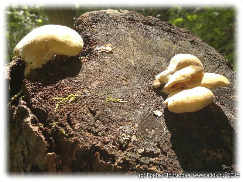 Октябрьские грибы Приморья. 