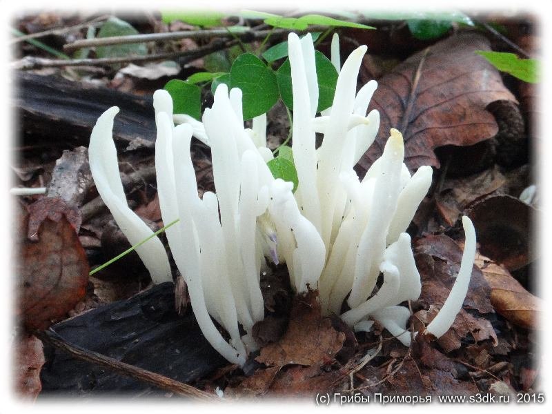 Красивые и удивительные грибы Приморья