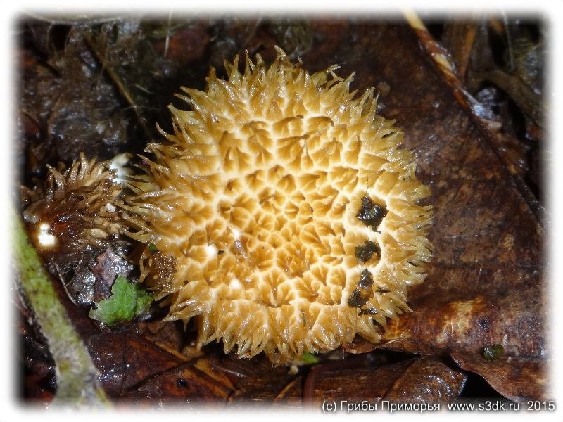 Красивые и удивительные грибы Приморья