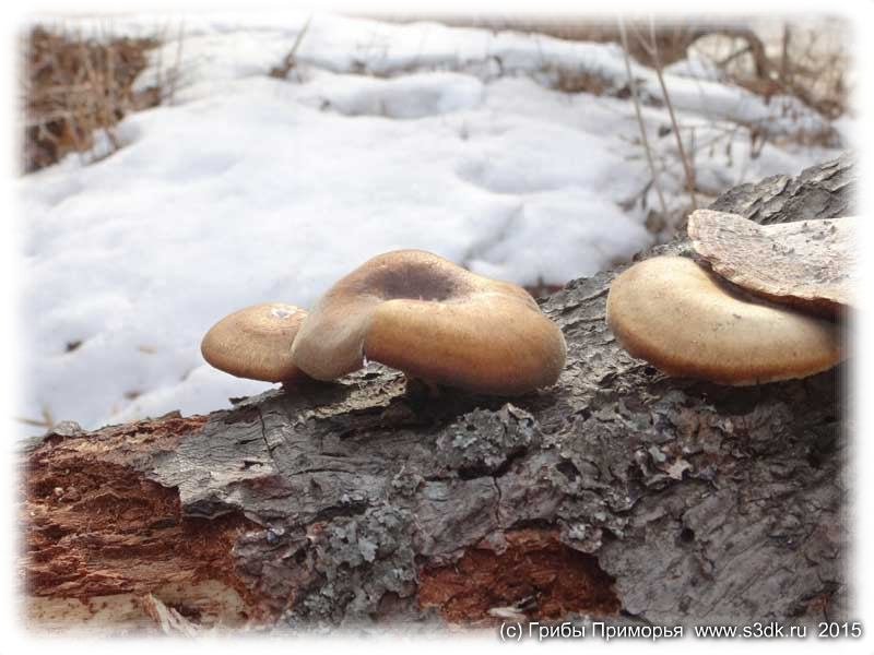 Зимние грибы. Первые грибы растущие из под снега.