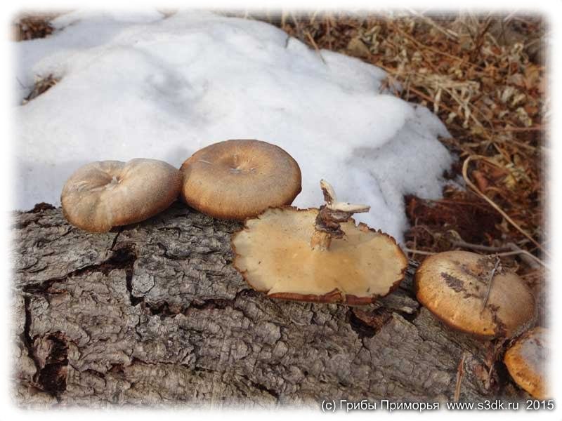 Фотографии первыз весенних грибов.