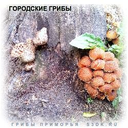 Во Владивостоке наросло много городских грибов.