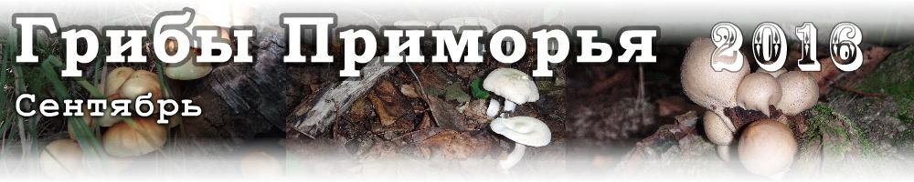 Сентябрьские грибы Приморья растущие в 2016 году.