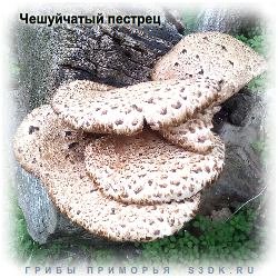 Майские грибы во Владивостоке