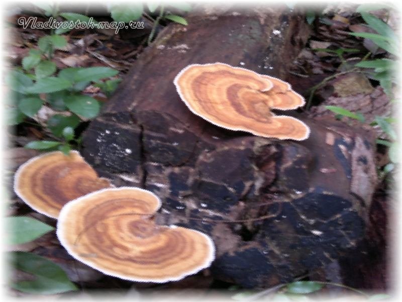 Фотографии грибов найденных в Камбодже у города Сиануквиль.