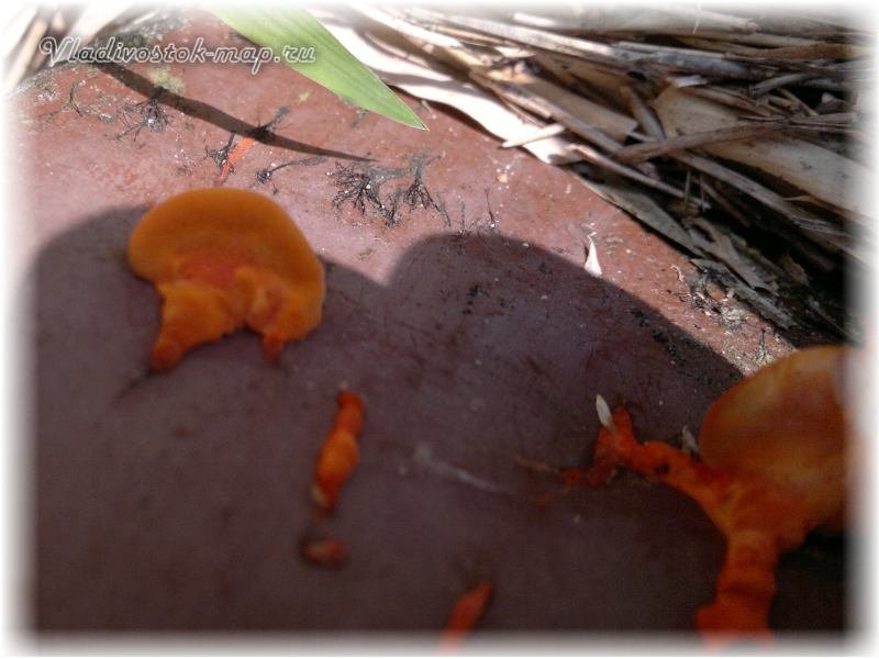 Фотографии грибов найденных в Камбодже у города Сиануквиль.