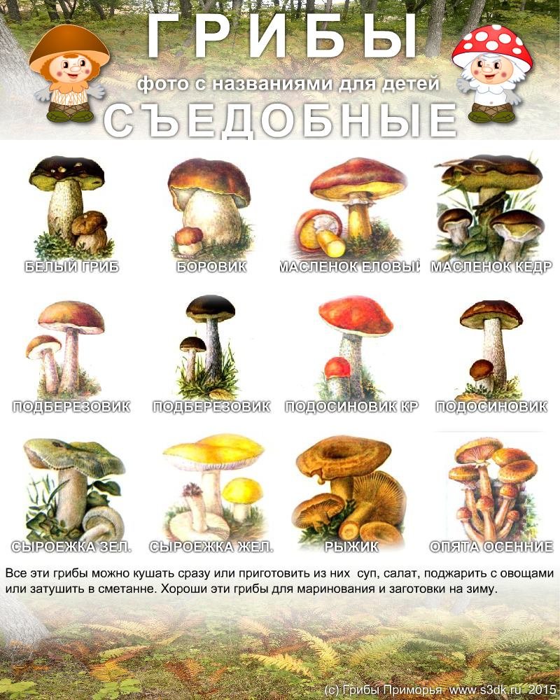 Грибы картинки с названиями для детей. Съедобные грибы Дальнего востока.