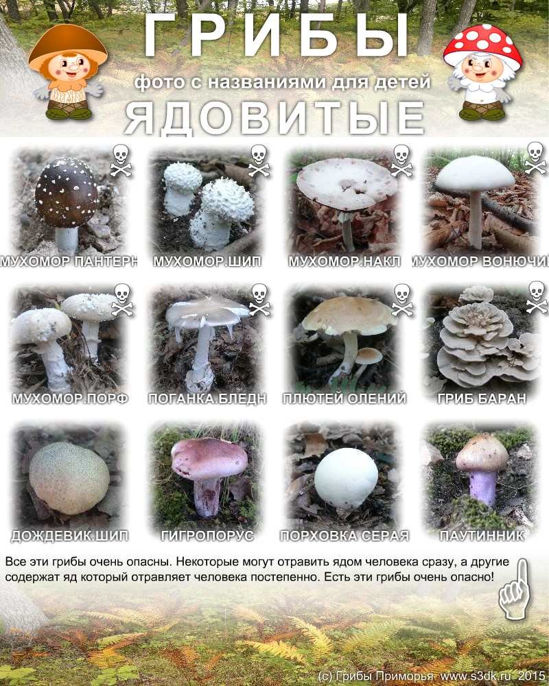 Грибы фото с названиями для детей. Ядовитые грибы Дальнего востока.