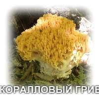 Коралловый гриб