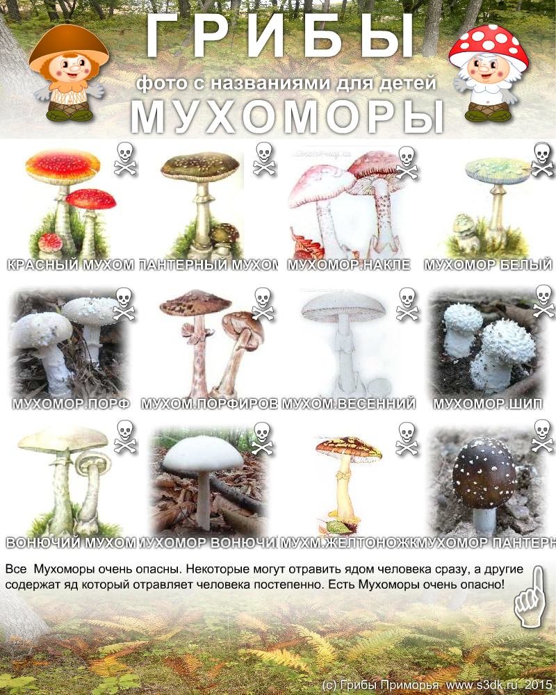 Грибы мухоморы. Фото с названиями для детей. Ядовитые грибы Дальнего востока.