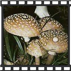 Несъедобные грибы фото.Мухомор. Ядовитые грибы.