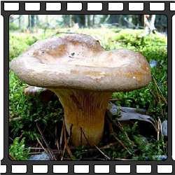Несъедобные грибы фото. Свинушка тонкая. Ядовитые грибы.