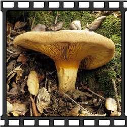Свинушка тонкая. Ядовитые грибы.Несъедобные грибы фото.