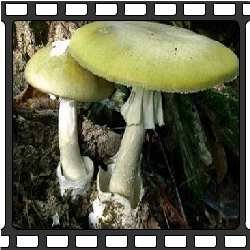 Бледная поганка. Ядовитые грибы. Несъедобные грибы фото.