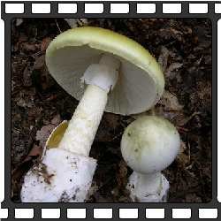 Несъедобные грибы фото. Бледная поганка. Ядовитые грибы.