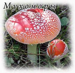 Мухоморы. Разновидности мухоморов Приморского края.