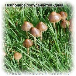 ПСИЛОЦИБЕ ПОЛУ-ЛАНЦЕТОВИДНАЯ - Ядовитые грибы.