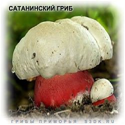 Сатанинский гриб - Ядовитые грибы.