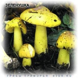 ЗЕЛЕНУШКА - ГРИБ ЗЕЛЕНКА - Ядовитые грибы.