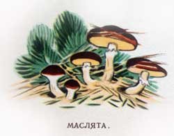 Эти грибы можно давать детям.