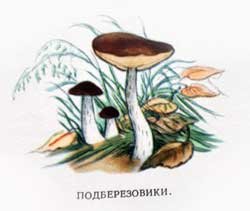 Эти грибы можно давать детям.