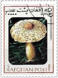 Почтовые марки с изображением грибов.