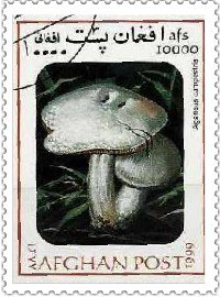 Почтовые марки с изображением грибов.