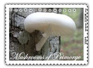 Почтовая марка с редкими видами грибов Приморского края и дальнего востока.