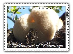 Почтовая марка с редкими видами грибов Приморского края и дальнего востока.