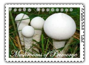 Марки с изображениями грибов разных стран.