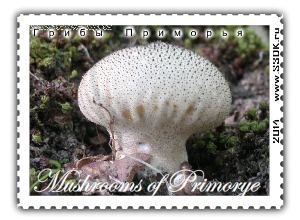 Самые красивые и необычные грибы Приморского края на почтовых марках.