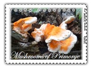 Самые красивые и необычные грибы Приморского края 2015 года.