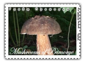 Самые красивые и необычные грибы Приморского края 2015 года.