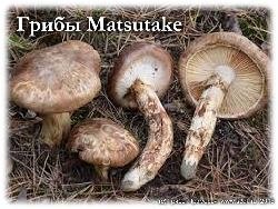 Matsutake одни из самых дорогих грибов в мире. Сосновые грибы.