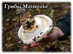 Mushooms matsutake. Matsutake самые дорогие грибы Японии.