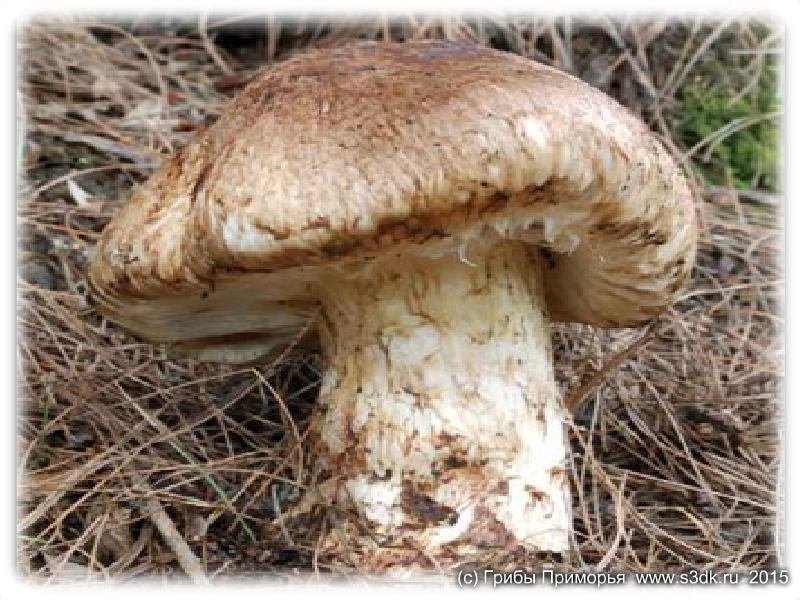 Matsutake грибы, или mattake. Сосновые грибы лесов Приморья.
