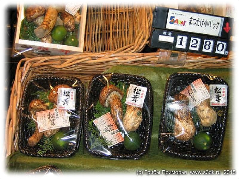 Mацутакэ, импортированные из Китая только около $ 13 за два гриба