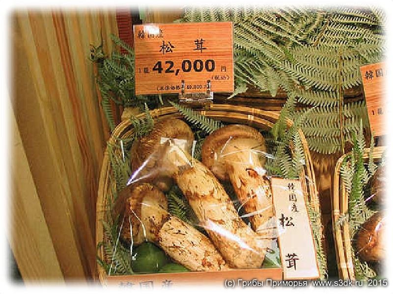 Корейский Matsutake грибы - Songi GUI, фото