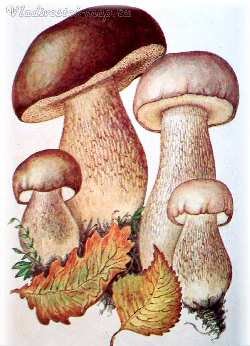 Белый гриб и его двойники.