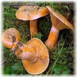 Белый гриб и его двойники.