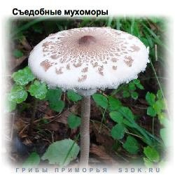 Съедобные Мухоморы. Разновидности мухоморов Приморского края пригодные для употребления в пищу.
